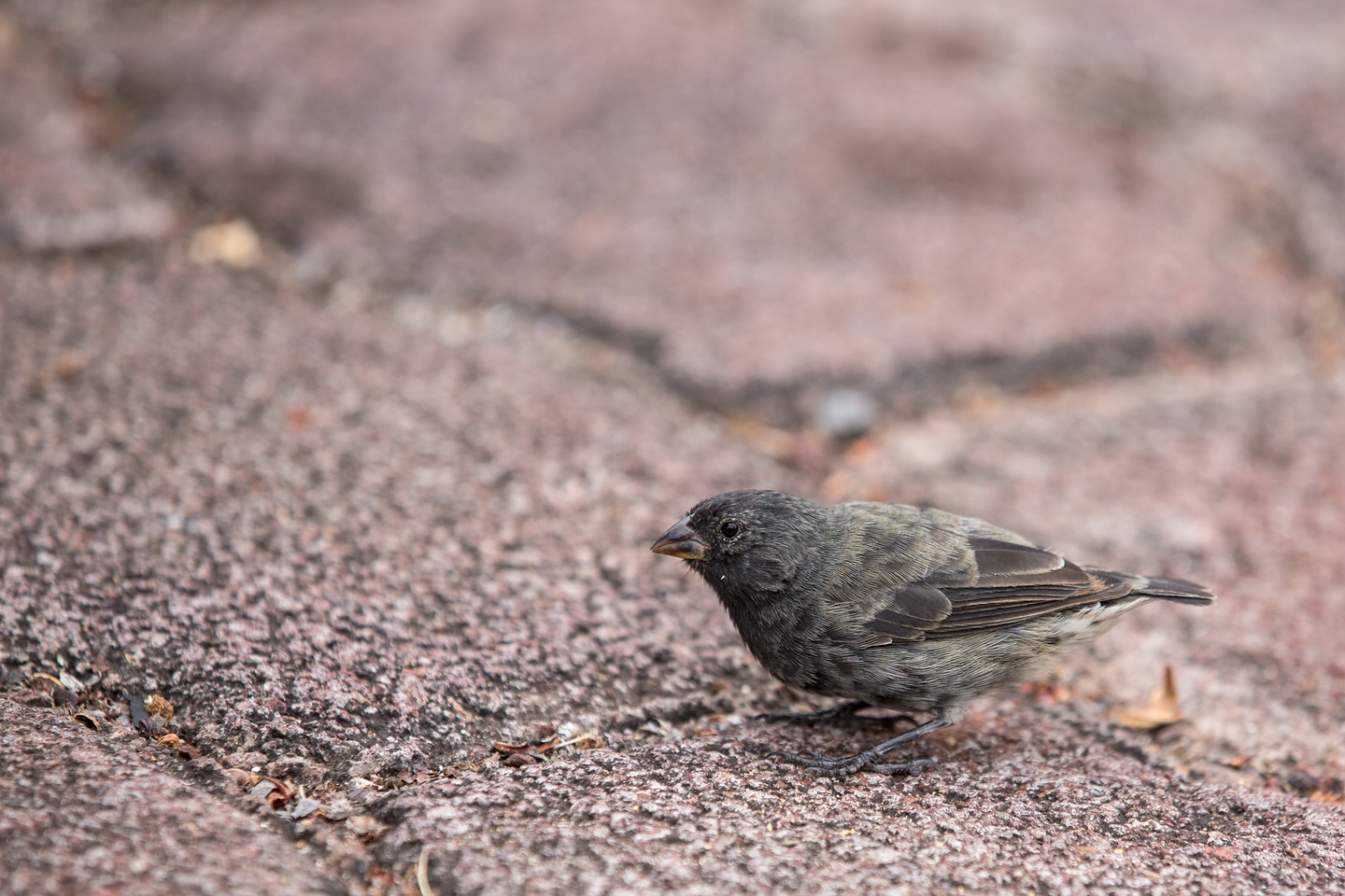 Kleingrundfink (Darwinfink)